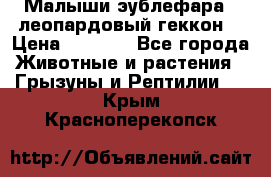 Малыши эублефара ( леопардовый геккон) › Цена ­ 1 500 - Все города Животные и растения » Грызуны и Рептилии   . Крым,Красноперекопск